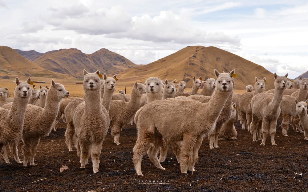 Lote de 4 alpacas